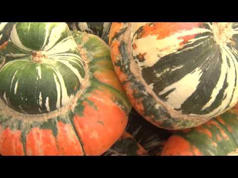 Country Pumpkins - Southern Gardening TV - November 6, 2013