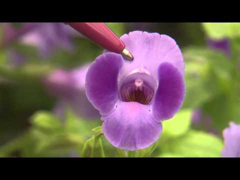 Beauty of Flowers - Southern Gardening TV - July 24, 2013