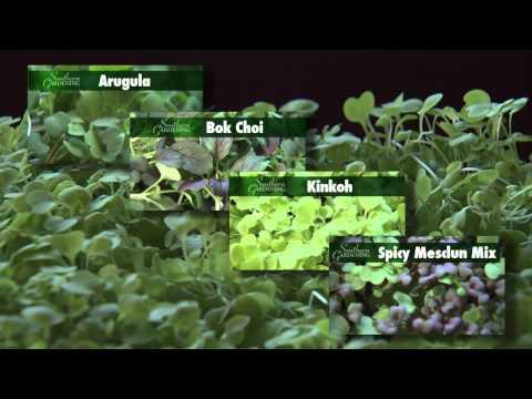 Microgreens Sequence, Southern Gardening TV, January23, 2013