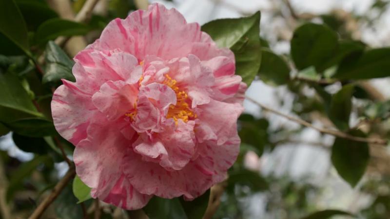 Camellia Japonica, February 2024