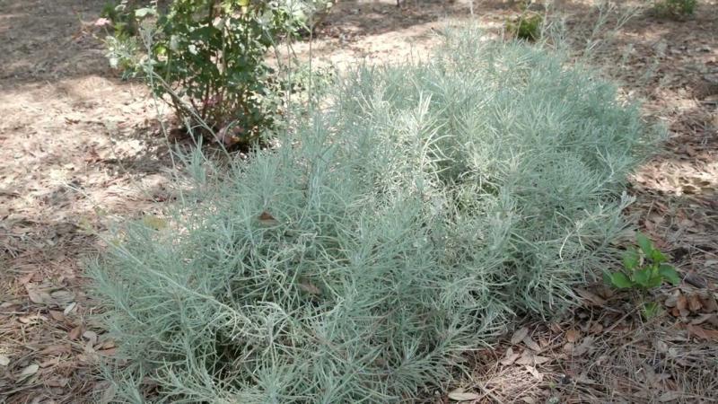 Plants with Silver Color, July 2024