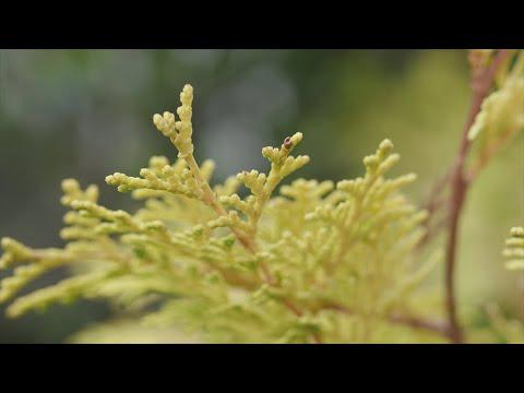 Golden Shrubs