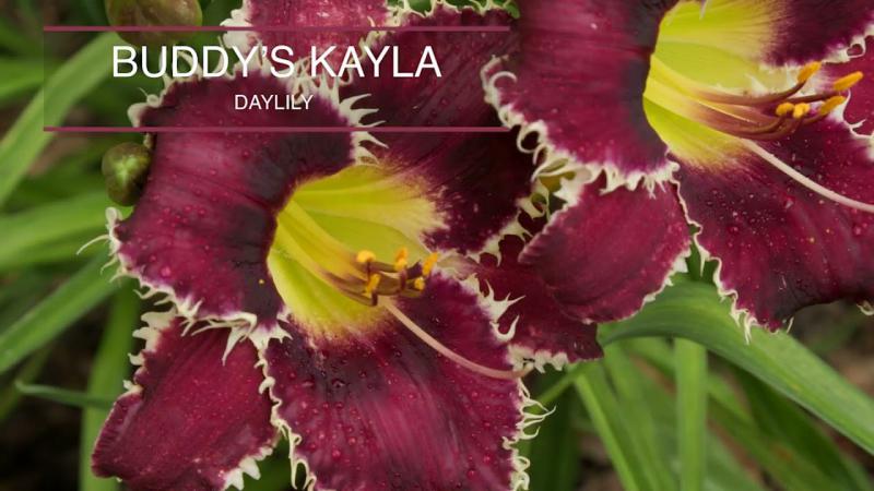 Daylillies, June 2024