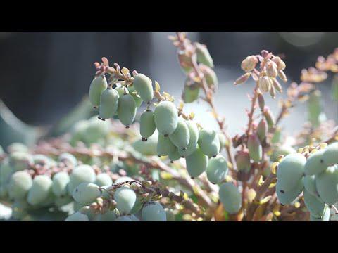 Shady Shrubs