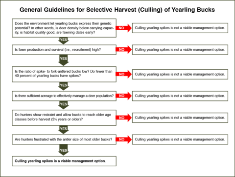General Guidelines for Selective Harvest (Culling) of Yearling Bucks• Does the environment let yearling bucks express their genetic potential? In other words, is deer density below carrying capac¬ity, is habitat quality good, are fawning dates early?o Yes: Is fawn production and survival (i.e., recruitment) high?o No: Culling yearling spikes is not a viable management option.• Is fawn production and survival (i.e., recruitment) high?o Yes: Is the ratio of spike- to fork-antlered bucks low?