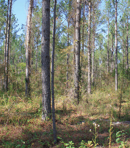 Trees in a forest with grasses and shrubs growing on the forest floor.