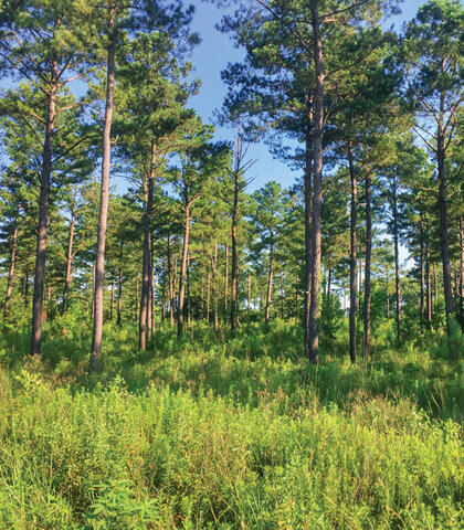 A forest with a thick layer of grasses and shrubs in the understory.