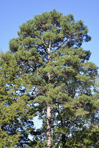 A tall, full pine tree against a bright blue sky.
