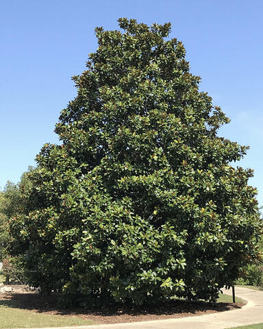 A large, full, cone-shaped tree with green leaves.