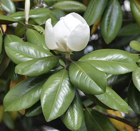 Close up of a bunch of shiny, green magnolia leaves and a single, white flower.