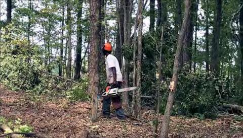 A man prepares to use a chainsaw to cut a tree.