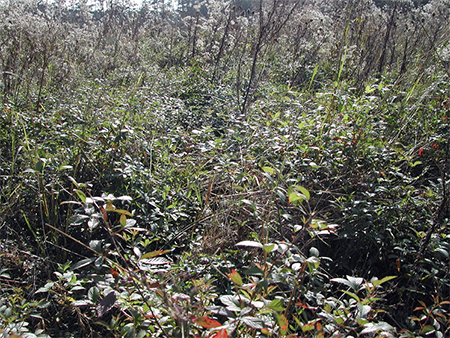A lot of vegetation, which is mostly green with some red pieces. In the background, there are trees.