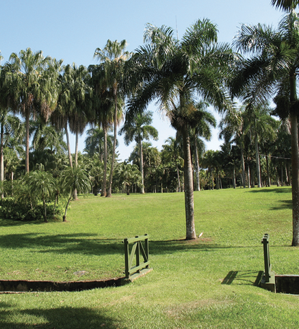 A large, green, grassy area with many palm trees in the fore- and background.