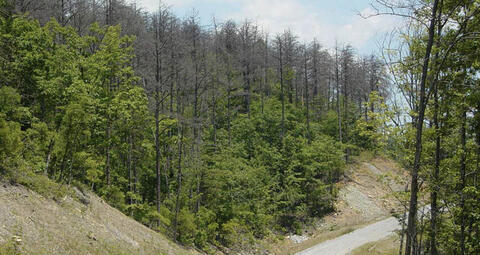 Pine stands are featured on a hillside.