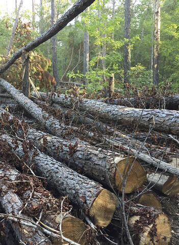 Decaying logs infested with pine beetles are cut and laid on the ground.