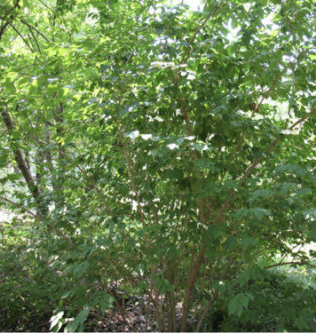 The green foliage of the Amur honeysuckle is thick.