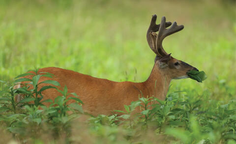 A buck eats leaves in a grassy field. Photo by Steve Gulledge.