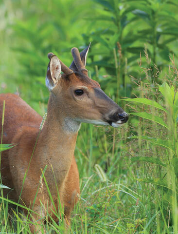 A deer with velvety spike antlers stands in a grassy field. Photo by Steve Gulledge.