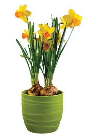 Larger bulbs like daffodils can be potted with the upper portion of the bulbs exposed.