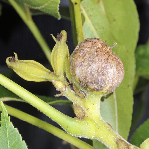 A brown speckled gall caused by pecan phylloxera on the new growth of a pecan tree.
