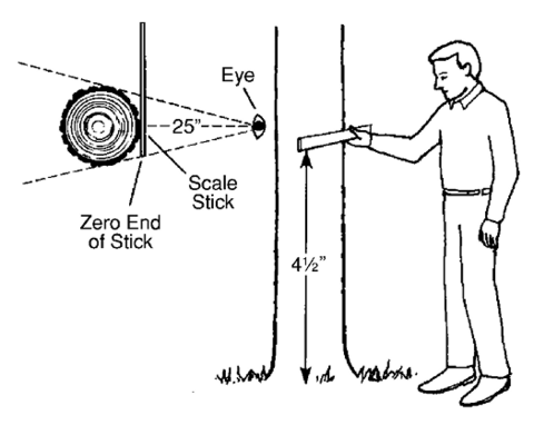 Drawing of a person holding a tree scale stick horizontally against a tree 4.5 feet from the ground.