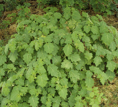 A tropical soda apple shrub surrounded by pine needles and small seedlings.
