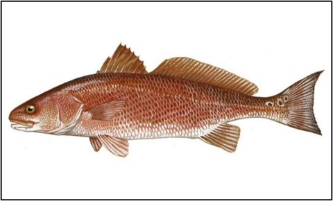 Figure 1. Red drum. Source: Gulf FINFO (http://gulffishinfo.org/).