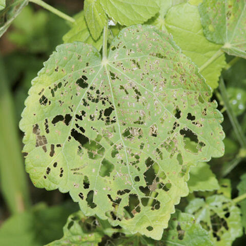 A large, green leaf with a lace-like pattern of holes.