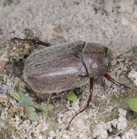 A brown, fuzzy beetle crawls across the ground.