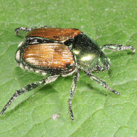 A metallic-green beetle with metallic-bronze wings and white, fuzzy spots along its abdomen.