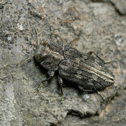 A gray insect with metallic markings, almost blending in to the bark of the tree it clings to.