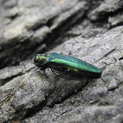 A blue-green metallic insect rests on the bark of an ash tree.