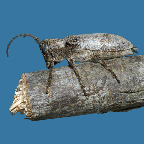 A gray-brown beetle sits on the end of a twig that it has chewed through.
