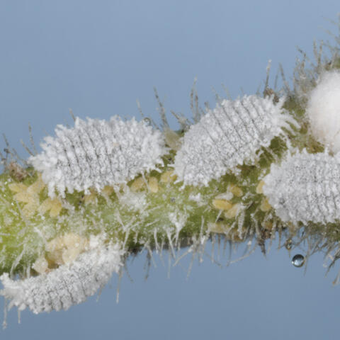 White, powdery-looking mealybugs cover the stem of a plant. The crawlers are small, ovular, and yellow. They move around white-gray cotton-like sacs filled with their eggs.