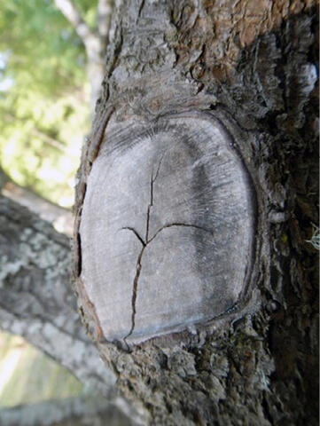 Branch stub with cracks.