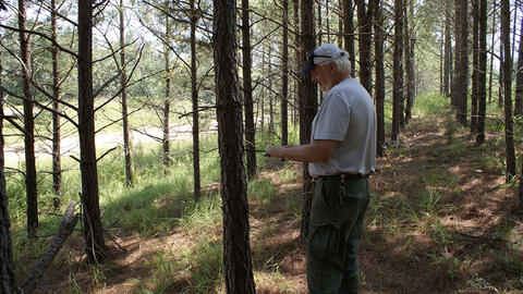 A person inserts a small, round corer into a tree trunk at about 4.5 feet above the ground.
