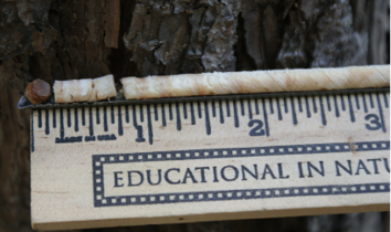 A core taken from a tree trunk next to a ruler.