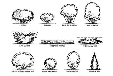 Spirea: large horizontal oval; barberry: small horizontal oval; rose of sharon: vertical oval that is smaller at the bottom; mockorange: vertical oval; savin juniper: rectangle that is smaller at the bottom; creeping juniper: long, short rectangle; andorra juniper: rectangle; dwarf winged euonymus: horizontal oval; globe arborvitae: round; oregongrape: vertical oval; japanese yew: triangle.