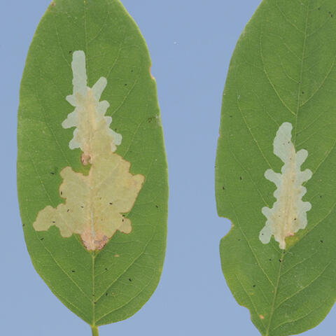Two leaves with black locust leafminer feeding damage. The leafminers fed on the insides of the leaves, leaving the leaf epidermis attached and giving the fed-upon areas a transparent look.