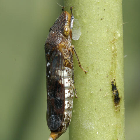A leafhopper feeds on a crape myrtle stem as plant sap oozes from the feeding area.