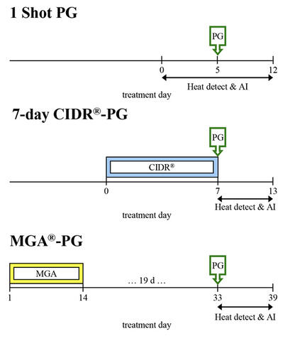 Beef heifer heat detection protocols. 1 Shot PG: treatment day zero; heat detect and AI days zero to 12; PG day 5. 7-day CIDR-PG: CIDR and treatment days zero to 7; PG day 7; heat detect and AI days 7–13. MGA-PG: MGA days 1–14; treatment between days 14 and 33; PG day 33; heat detect and AI dayd 33–39.