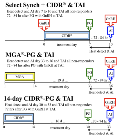 Beef heifer heat detection and timed AI protocols. Select Synch plus CIDR and TAI: GnRH day zero; CIDR and treatment day between days zero and 7; PG day 7; heat detect and AI days 7-10 and TAI all nonresponders 72-84 hours after PG with GnRH at TAI. MGA-PG and TAI: MGA days 1-14; treatment between days 14 and 33; PG day 33; heat detect and AI days 33-36 and TAI all nonresponders 72-84 hours after PG with GnRH at TAI. 14-day CIDR-PG and TAI: CIDR days zero to 14; treatment day between days 14 and