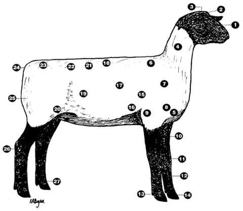 Lamb diagram with parts labeled. Parts are listed in text.