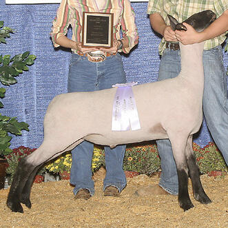 A white lamb with black legs and head.