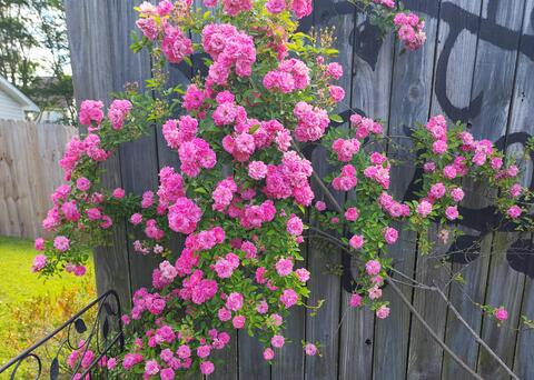 Peggy Martin rose