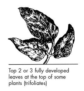 Top 2 or 3 fully developed leaves at the top of some plants (trifoliates)