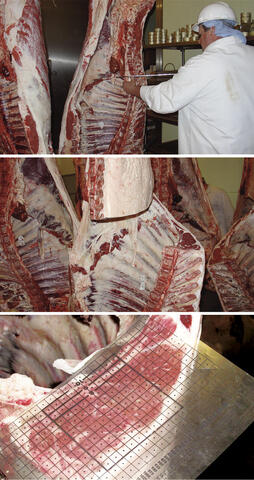 Ribeye area is measured with a transparent overlay of squares..