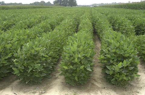 rows of planted green crops