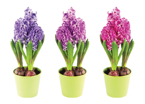 Hyacinths add color as well as fragrance to the home during the winter months.