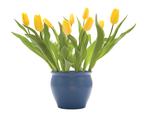 Many, many varieties of tulips can be forced into bloom.